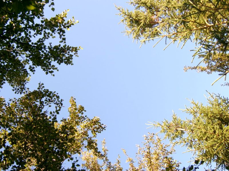 Original image